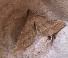 Renia flavipunctalis