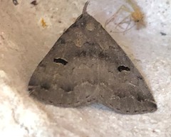 Phalaenostola hanhami