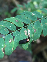 Cantharidae