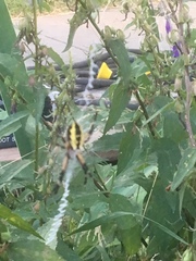 Argiope aurantia