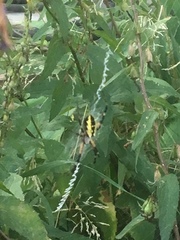 Argiope aurantia