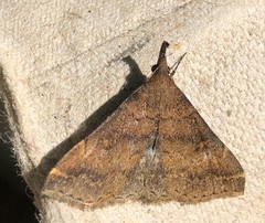 Renia flavipunctalis