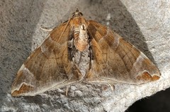 Eulithis molliculata