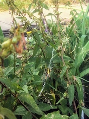 Argiope aurantia