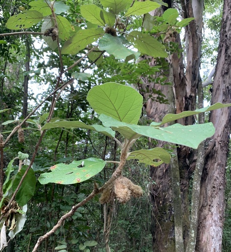 Foto de Panacéia
