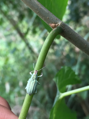 Compsus auricephalus