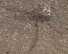 Dicranomyia