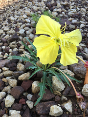 Oenothera brachycarpa
