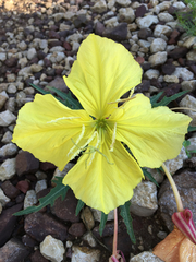 Oenothera brachycarpa
