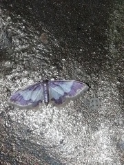 Idaea basinta