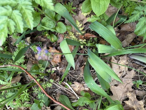 Muscari latifolium, photograph 6