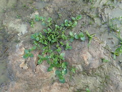 Bacopa rotundifolia