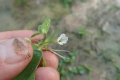 Bacopa rotundifolia