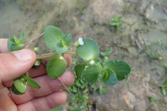 Bacopa rotundifolia