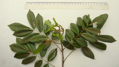 Machaerium condensatum