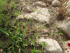 Commelina caroliniana
