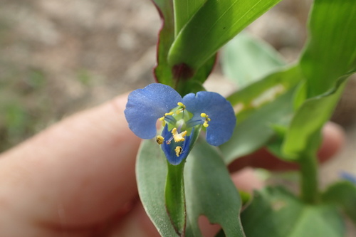 Carolina dayflower (Commelina caroliniana)