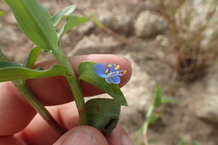 Commelina caroliniana