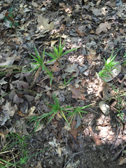 Dichanthelium scribnerianum