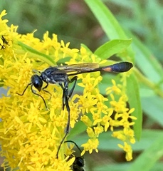 Ammophila urnaria