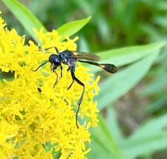 Ammophila urnaria
