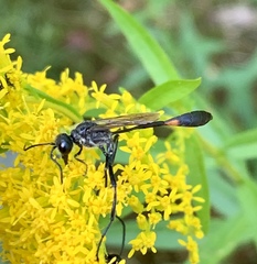 Ammophila urnaria