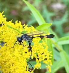 Ammophila urnaria