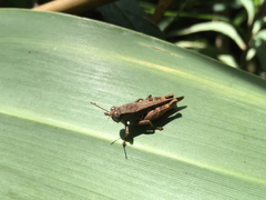Acrididae