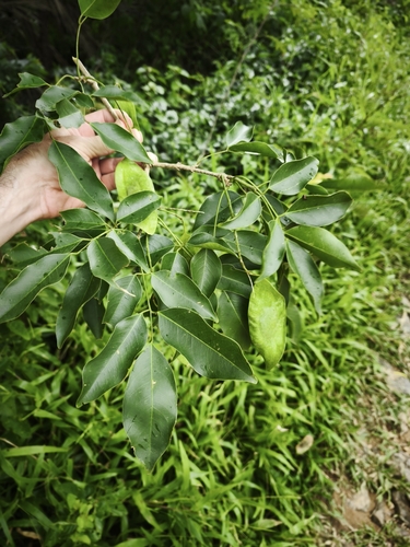 Foto de Vinhático