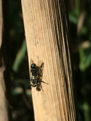 Atomosia