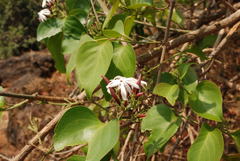 Jasminum malabaricum