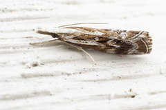 Catoptria oregonicus