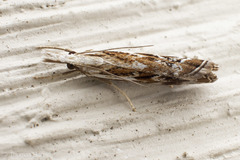 Catoptria oregonicus