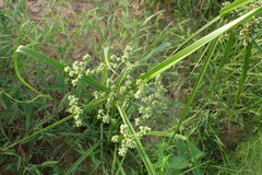 Cyperus virens