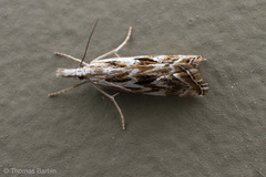 Catoptria oregonicus