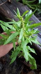 Rumex persicarioides