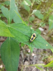 Chauliognathus distinguendus