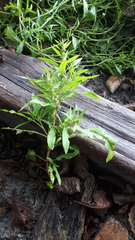 Rumex persicarioides