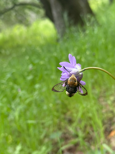 Rocky Mountain Clearwing photo 3