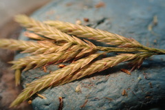 Eragrostis refracta