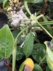 Salix glauca callicarpaea