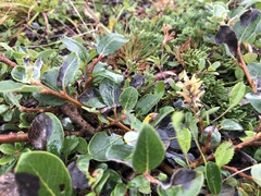 Salix glauca callicarpaea
