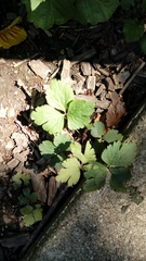 Waldsteinia fragarioides