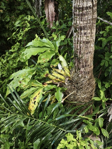 Foto de Catasetum barbatum é popularmente conhecida como "catasetum"