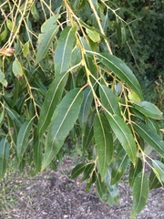 Salix