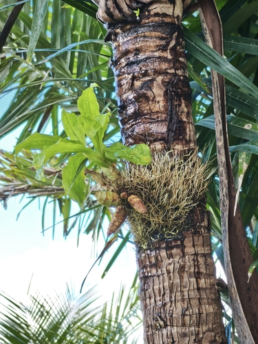 Foto de Catasetum barbatum é popularmente conhecida como "catasetum"
