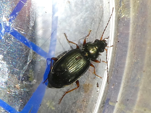 Bembidion deletum