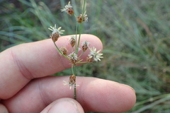 Fimbristylis puberula