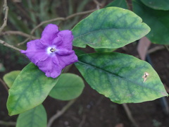 Brunfelsia uniflora