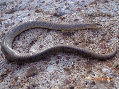 Photo of a Largenose Earth Snake (Conopsis nasus)